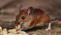 24 Hour & Emergency Exterminators in Haines City, FL